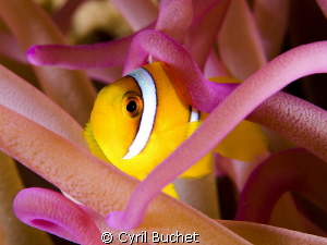 Clownfish, shot with 60mm and +5 diopter f/16, 1/200s by Cyril Buchet 